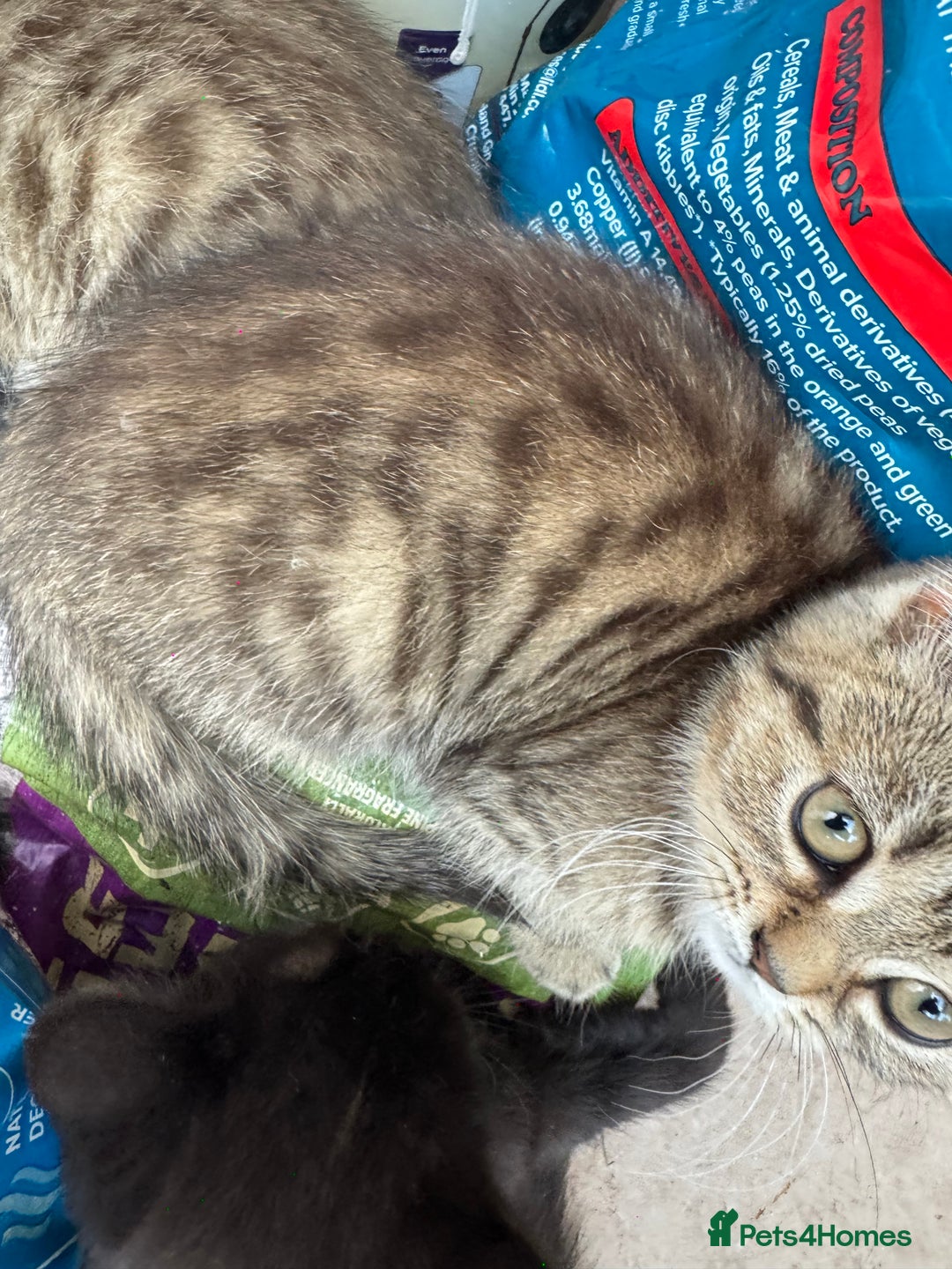 Persian cats for sale: PERSIAN X in Bradford - Image 15