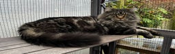 Maine Coon cats for stud: Tica Male Mainecoon stud  in Robertsbridge - Advert 1