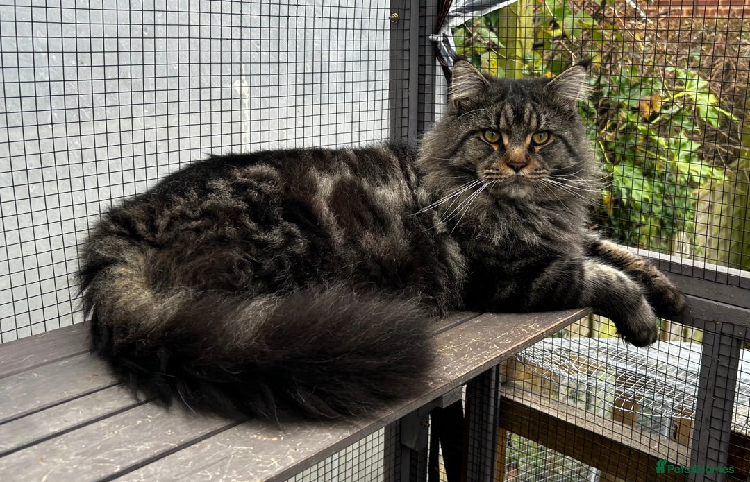 Maine Coon cats for stud: Tica Male Mainecoon stud  in Robertsbridge - Advert 1