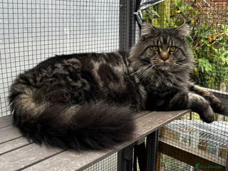 Maine Coon cats Tica Male Mainecoon stud in Robertsbridge - Advert 4