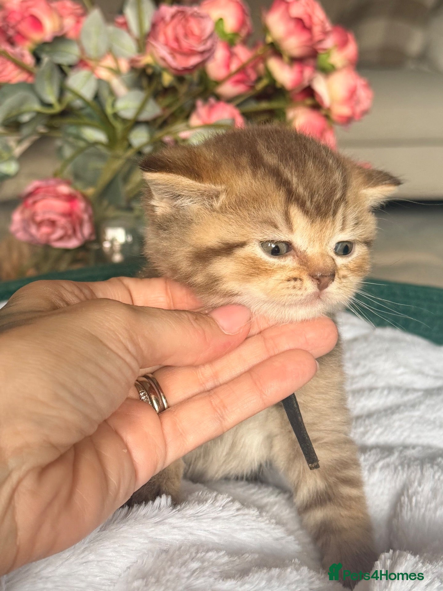 British Shorthair cats Chocolate golden kittens  - Advert 4