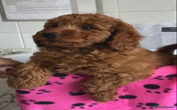 Labradoodle dogs for sale: 5* F1B Mini Labradoodles - health tested  - Image 39