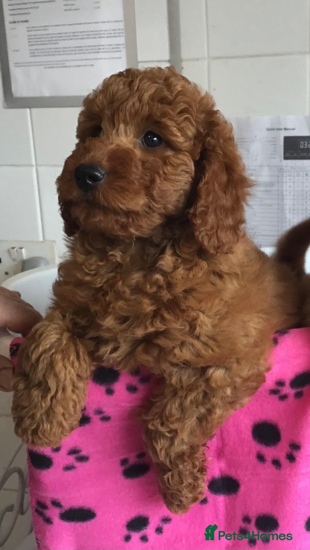 Labradoodle dogs for sale: 5* F1B Mini Labradoodles - health tested  - Image 39