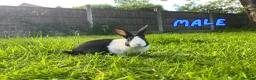 Dutch rabbits for sale: Cute Dutch Bunnies, Mixed Gender! :) in Blackburn - Advert 6
