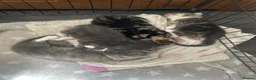 Mixed Breed cats for sale: 4 stunning kittens 😍😍 - Advert 24