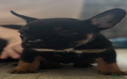 American Bully dogs for sale: MICRO/EXOTIC PUPS - Image 2