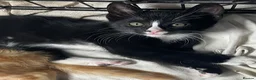Mixed Breed cats for sale: Cute kittens for sale KT4 in Worcester Park - Advert 26