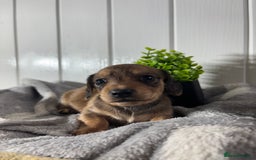 Miniature Dachshund dogs for sale: Beautiful Dachshunds puppies  - Image 5