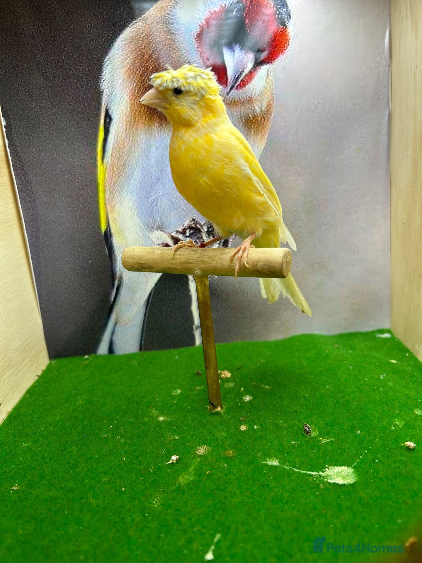 Canaries birds Crested/gloster canaries - Advert 1