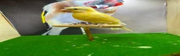 Canaries birds for sale: Crested/gloster canaries - Advert 1