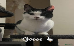 American Shorthair cats for sale: £0 Lovable cats for adoption to go in pairs - Image 4
