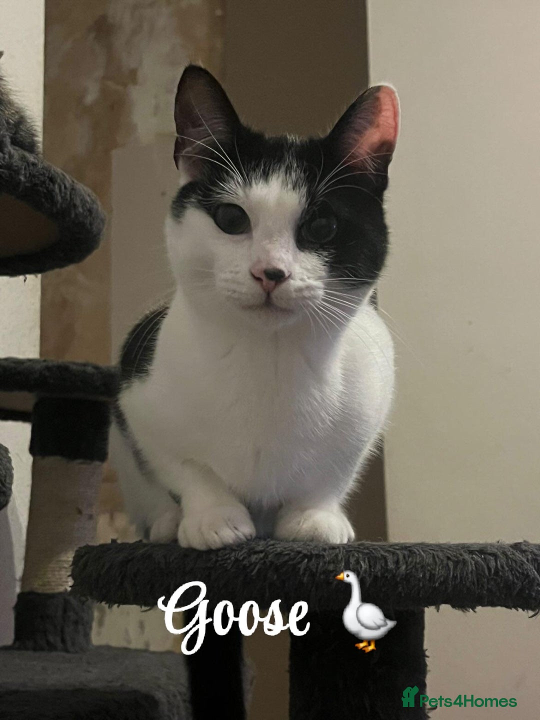 American Shorthair cats for sale: £0 Lovable cats for adoption to go in pairs - Image 4