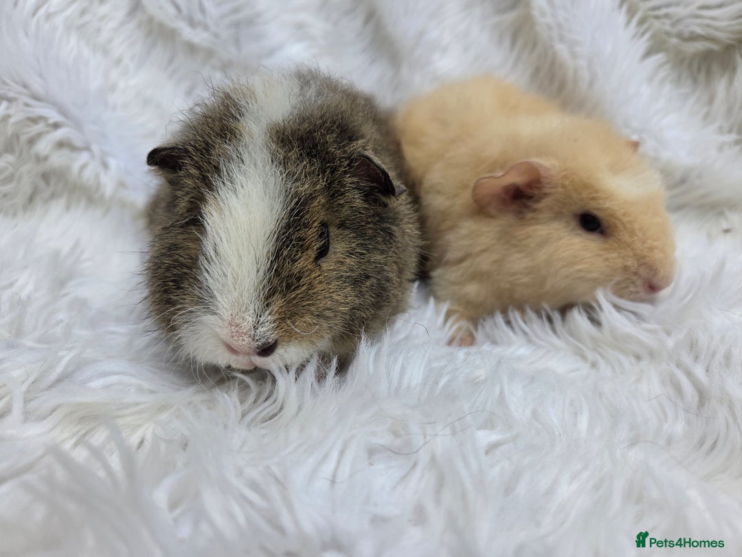 Guinea Pig rodents for sale: Pure Breed Teddy Females - Image 4