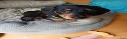 Miniature Dachshund dogs for sale: KC Stunning litter of girls 💗 - Advert 4
