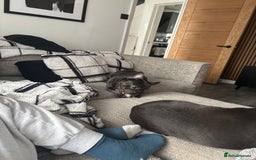 French Bulldog dogs for sale: French bulldog with fluffy bloodline  - Image 5