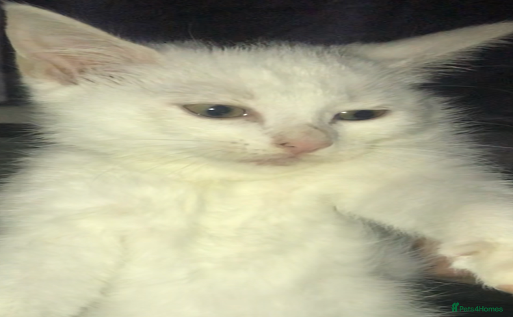 Domestic Shorthair cats - Advert 7