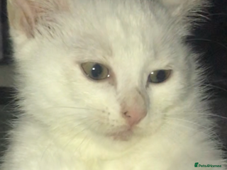 Domestic Shorthair cats - Advert 11