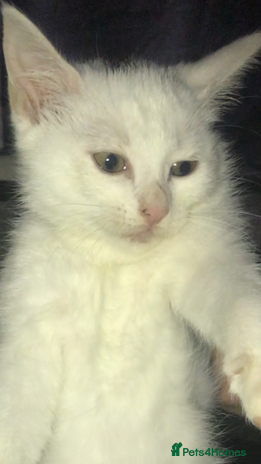 Domestic Shorthair cats - Advert 6