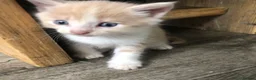 Mixed Breed cats for sale: Tammy surridge  in Bournemouth - Advert 3