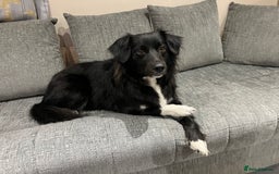 Sprollie dogs for sale: Dog in need of rehoming - Advert 4