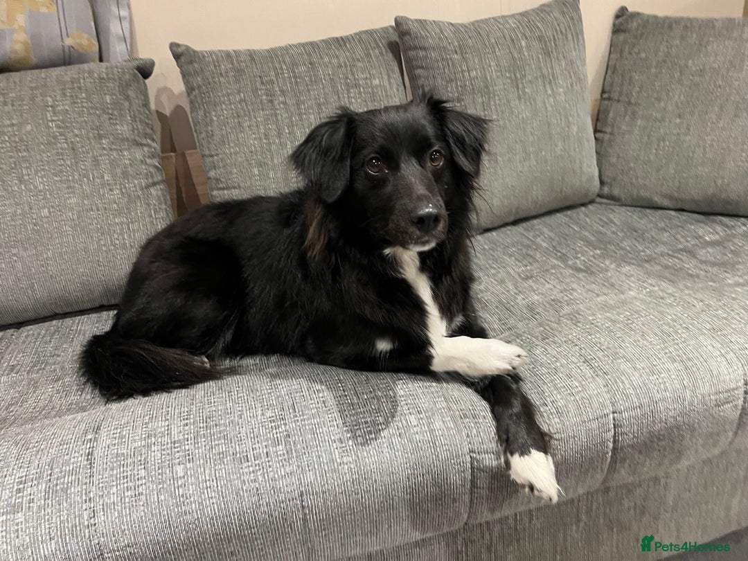 Sprollie dogs for sale: Dog in need of rehoming - Advert 4