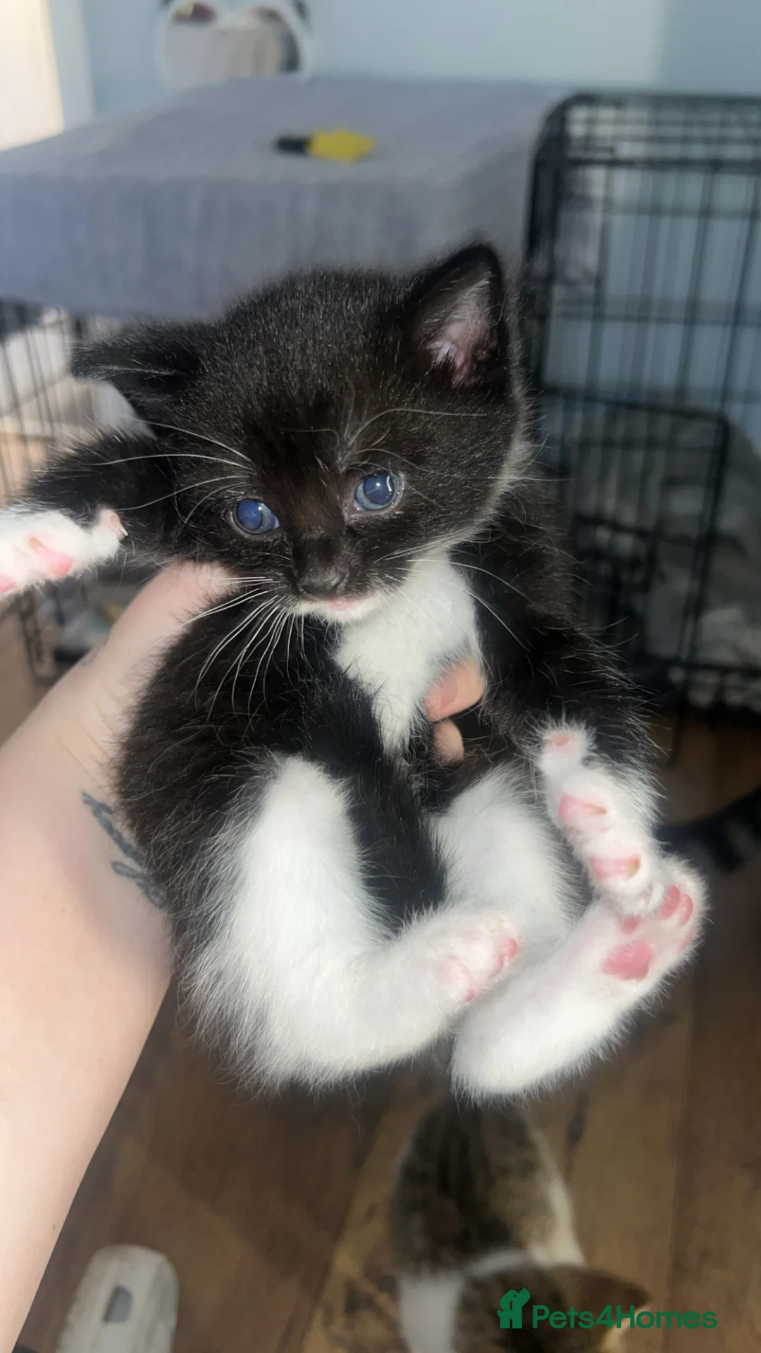 Domestic Shorthair cats for sale: 2 girl kittens black and white for sale  - Advert 6