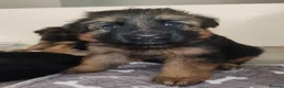German Shepherd dogs for sale: KC registered Long Haired German shepherd puppies  - Advert 3