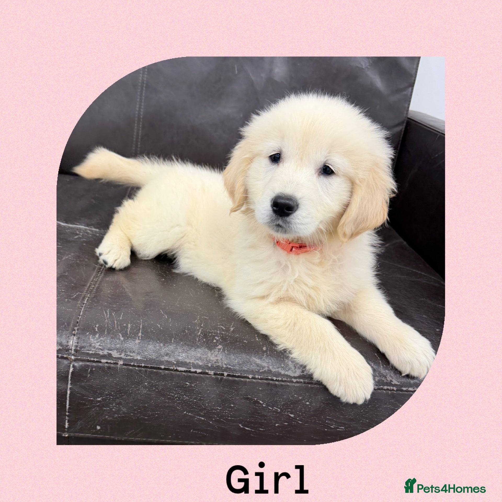 Golden Retriever dogs Golden Retriever Puppies  - Advert 18