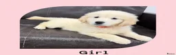 Golden Retriever dogs for sale: Golden Retriever Puppies  - Advert 1