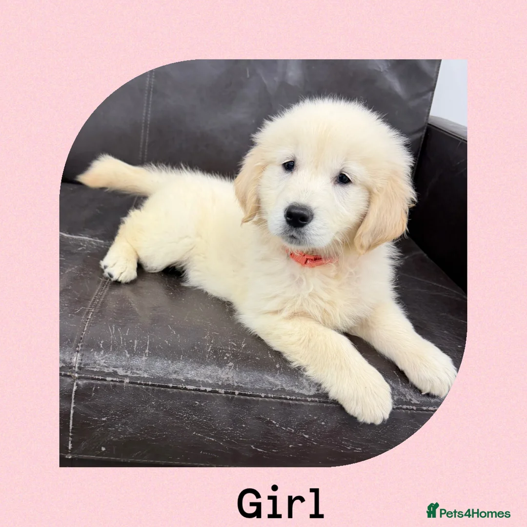 Golden Retriever dogs for sale: Golden Retriever Puppies  - Advert 1