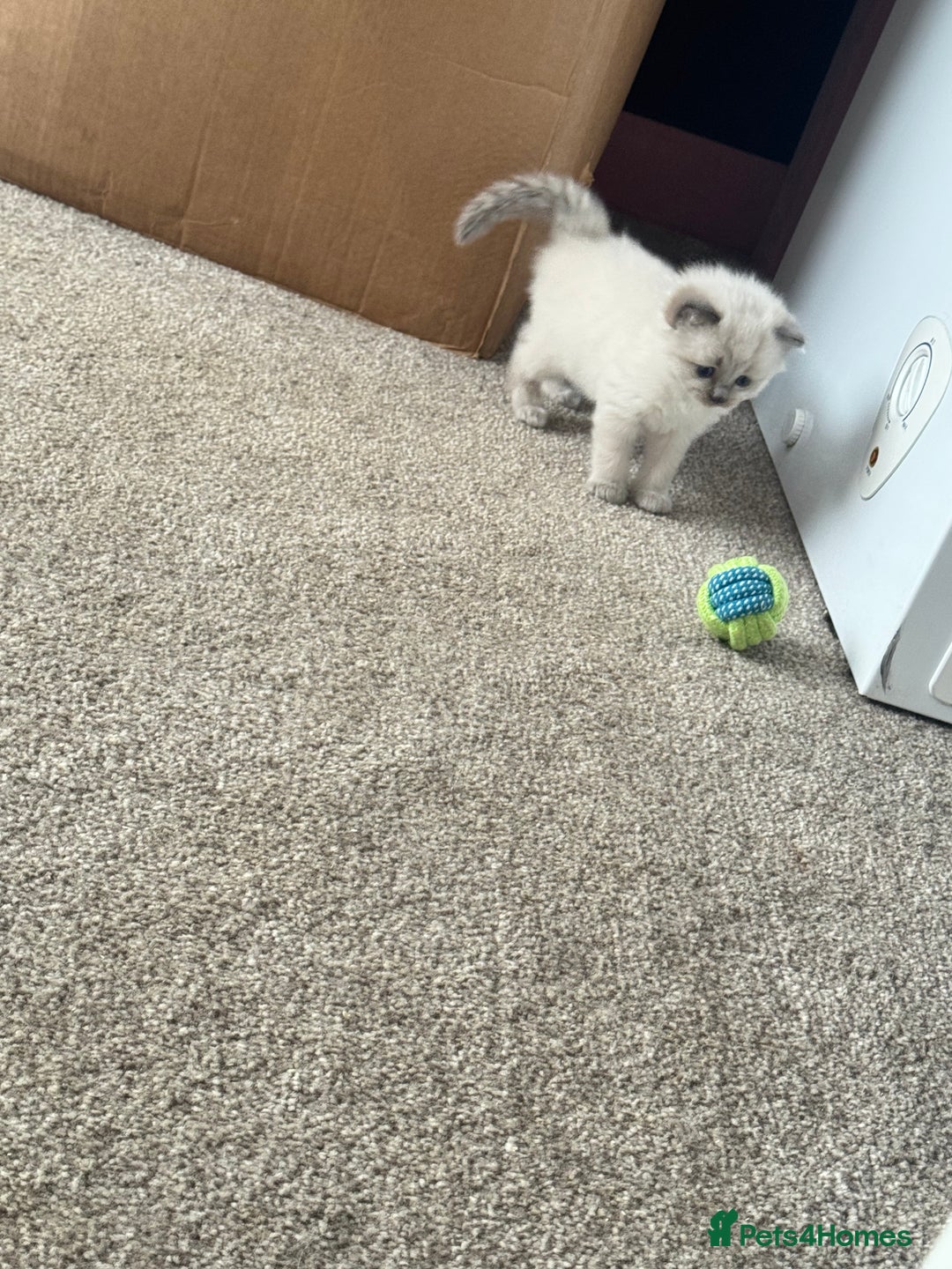 Ragdoll cats for sale: RagDoll kittens  - Image 5