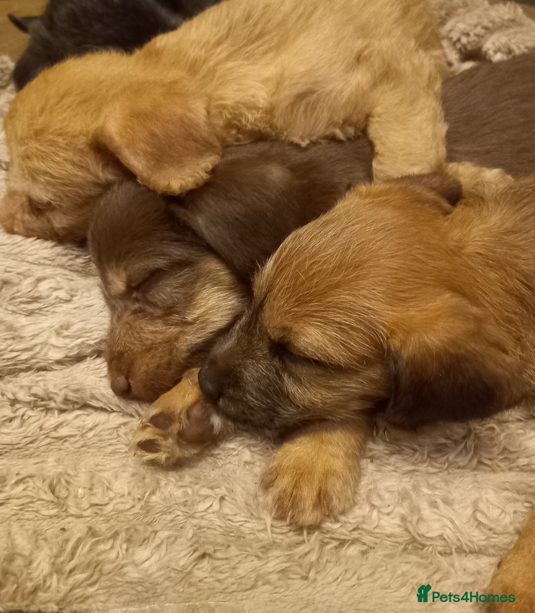 Bedlington Terrier dogs for sale: 7/8 Bedlington 1/8 whippet puppies  - Advert 20