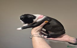 Boston Terrier dogs for sale: Ready to leave in time for the October holidays 😀 - Image 3