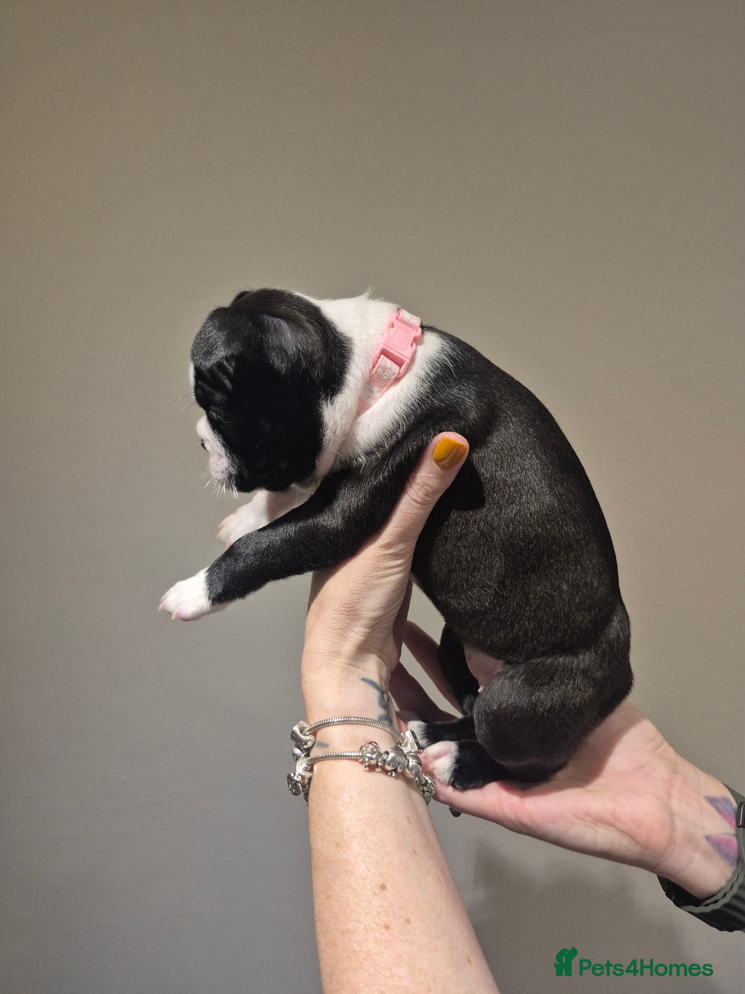 Boston Terrier dogs for sale: Ready to leave in time for the October holidays 😀 - Image 3