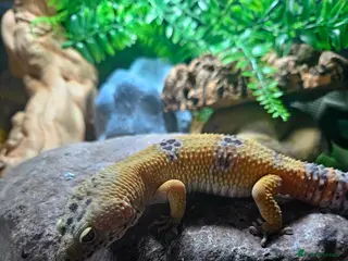 Gecko reptiles Leopard Gecko and setup - Advert 5