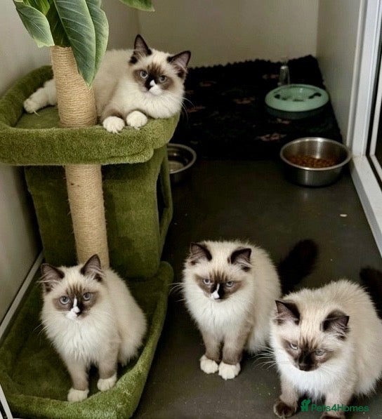 Ragdoll cats Stunning fully vaccinated ragdoll kittens - Advert 1
