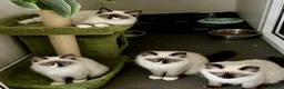 Ragdoll cats for sale: Stunning fully vaccinated ragdoll kittens - Advert 3