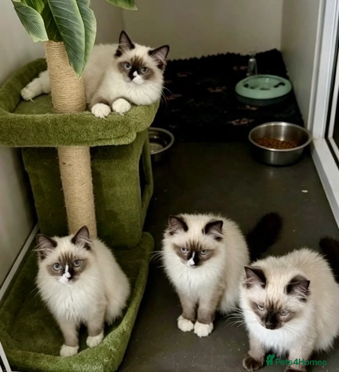 Ragdoll cats for sale: Stunning fully vaccinated ragdoll kittens - Advert 3