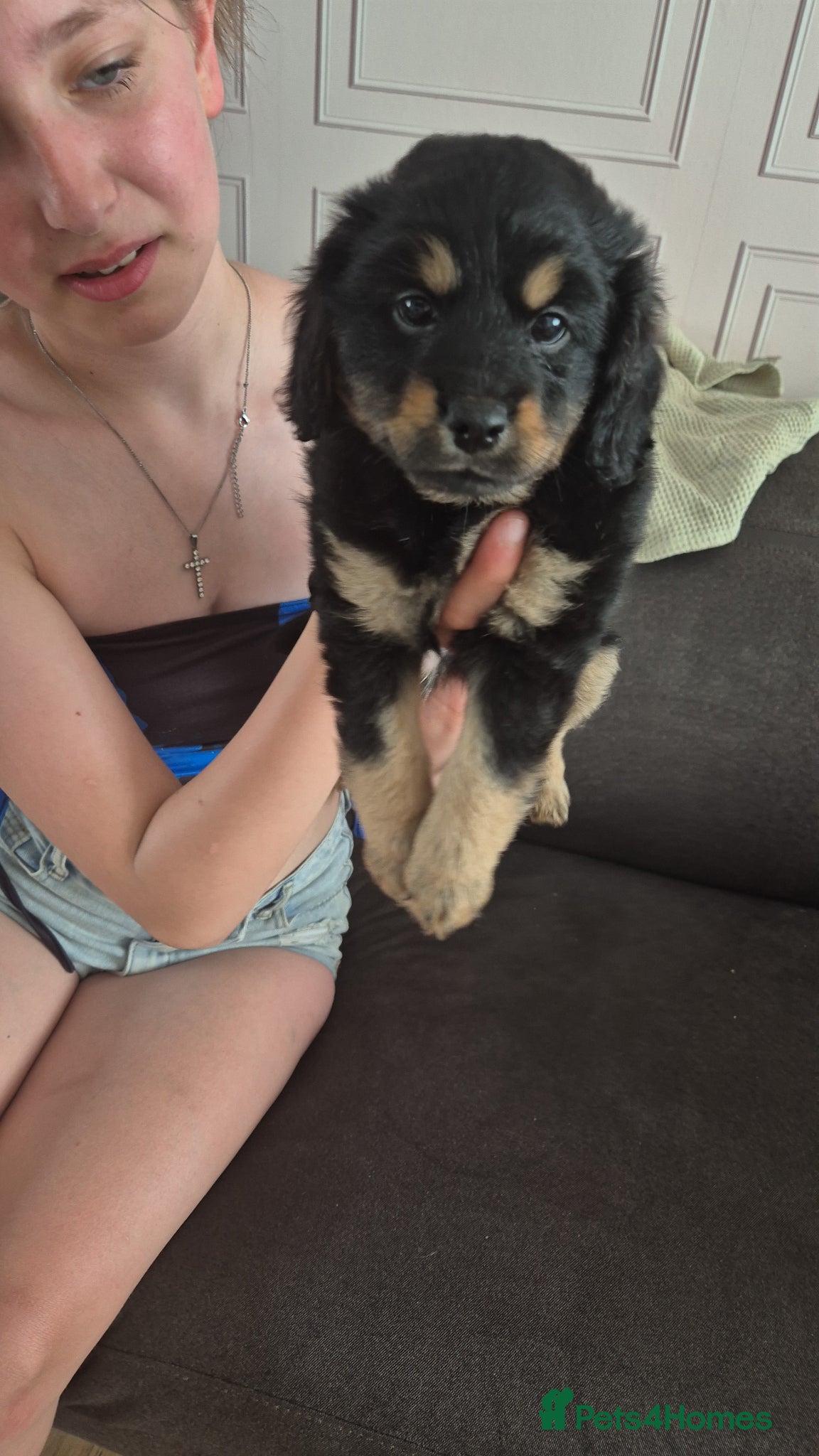 Mixed Breed dogs cute girl cockapomapoo puppy one left - Advert 12