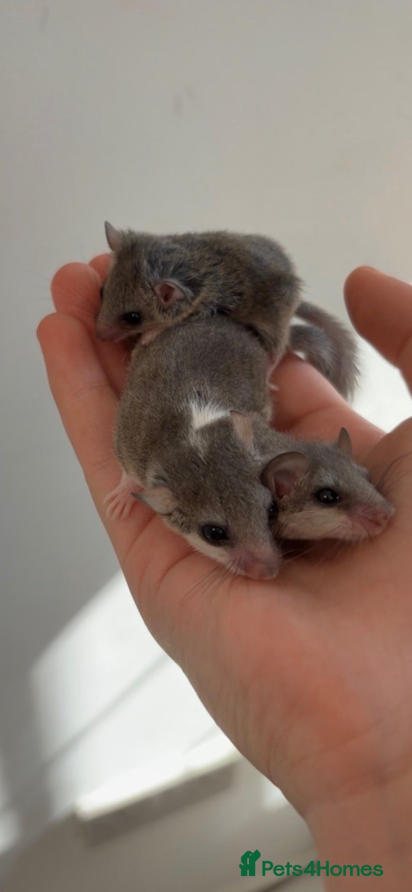 Hamster rodents for sale: african pygmy doormice  - Advert 16