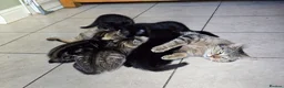 Mixed Breed cats for sale: Readvertised - Advert 6