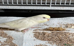 Budgerigars birds for sale: Young and adult unique colour budgies in London - Image 2