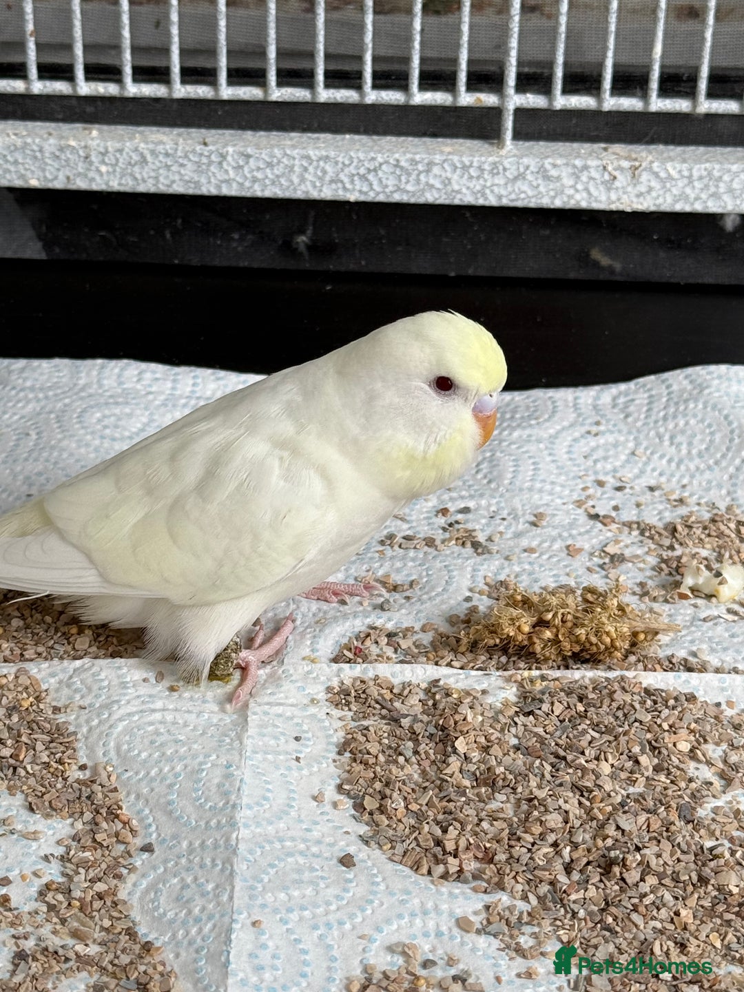 Budgerigars birds for sale: Young and adult unique colour budgies in London - Image 2