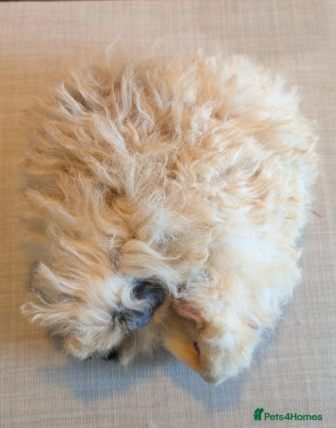 Guinea Pig rodents for sale: Gorgeous brothers looking for their forever home  - Advert 2