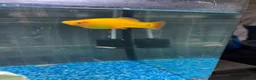 Other/Mixed Breed fish for sale: Complete Established 90L Setup & Healthy Community in Stevenage - Advert 5