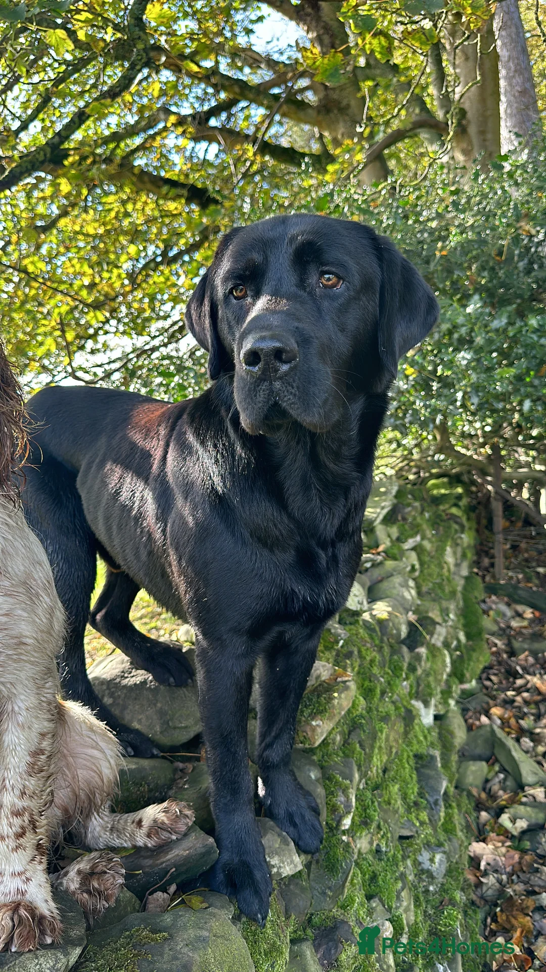 Labrador Retriever dogs for stud: DUKE OF DALE HEAD in Carlisle - Advert 8