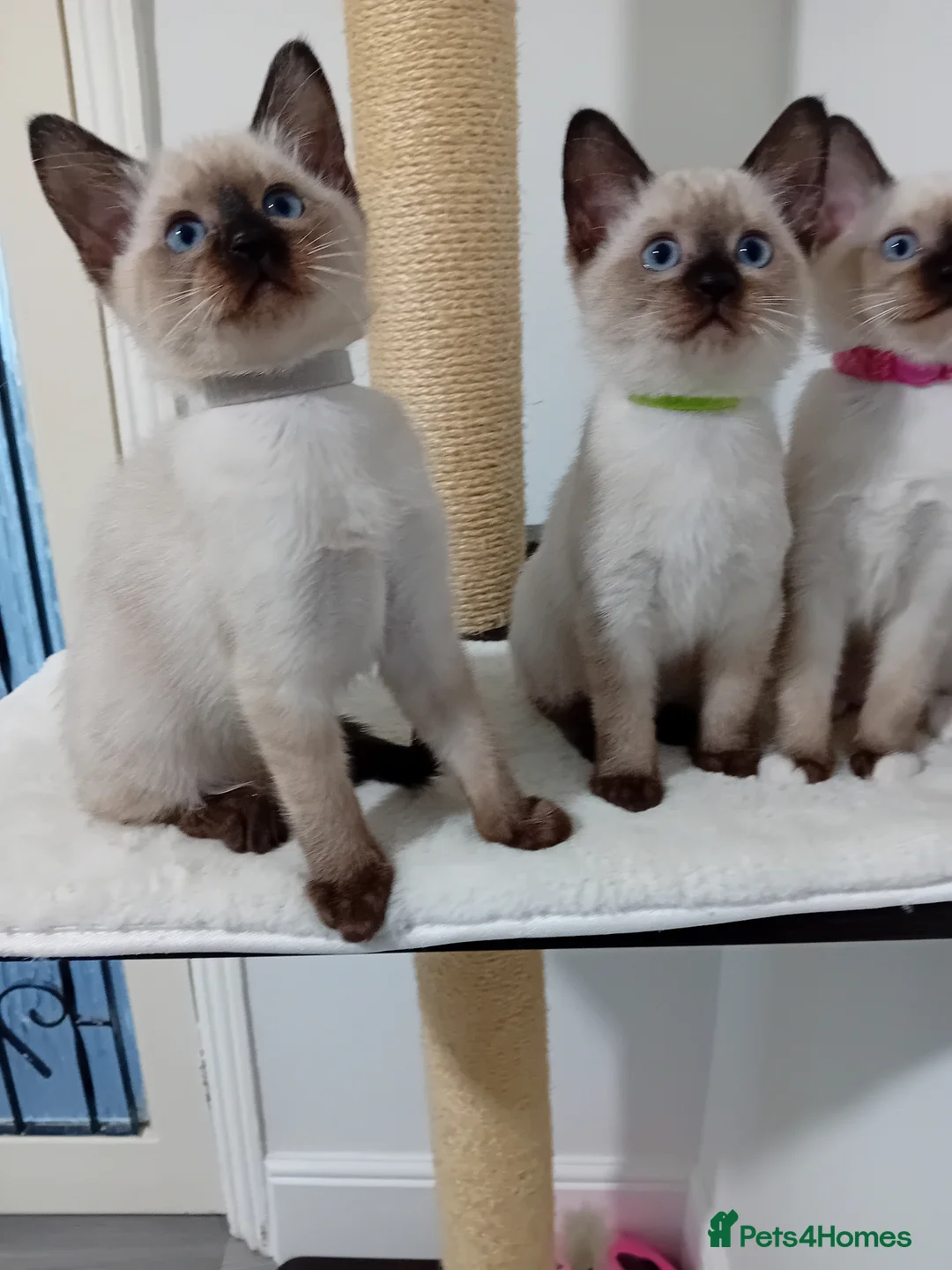 Ragamese cats for sale: Ragamise  kittens - Advert 1