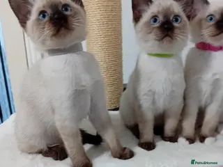 Ragamese cats Ragamise kittens - Advert 1