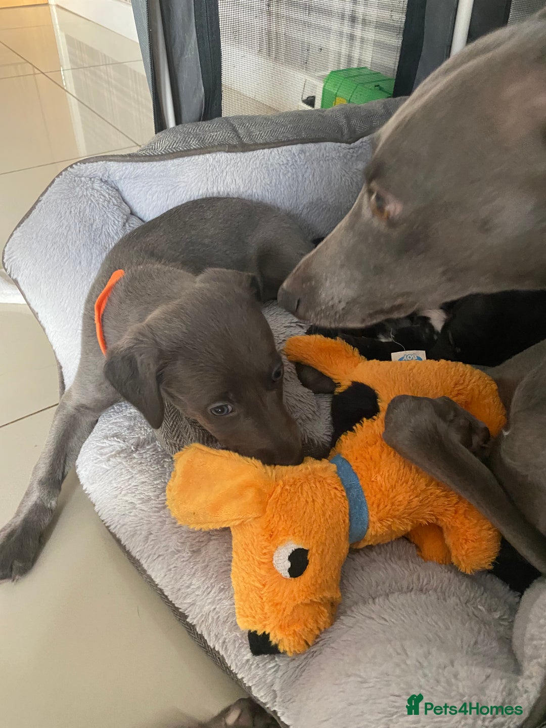 Mixed Breed dogs for sale: Bedlington whippet  - Advert 4