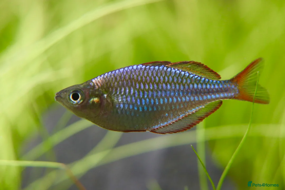 Rainbow Fish fish for sale: Neon Dwarf Rainbows  - Advert 1